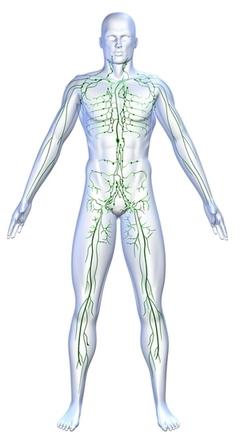 lymphatic-system.jpg